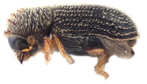 Hypothenemus californicus 12593