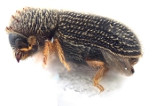 Hypothenemus californicus 12593