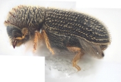 Hypothenemus californicus 12593