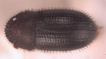 Hypothenemus hampei 11048