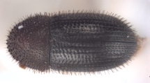 Hypothenemus hampei 11048