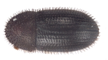 Hypothenemus hampei 11048