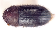 Hypothenemus hampei 11048