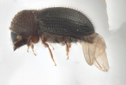 Hypothenemus hampei 11048