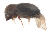 Hypothenemus hampei 11048