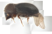 Hypothenemus hampei 11048