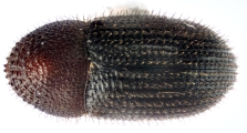 Hypothenemus hampei 11429