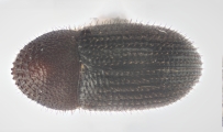 Hypothenemus hampei 11429