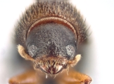 Hypothenemus hampei 11429