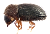 Hypothenemus hampei 11429