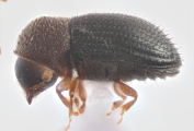 Hypothenemus hampei 11429