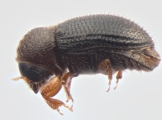 Hypothenemus hampei 13602