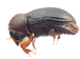 Hypothenemus hampei 13602