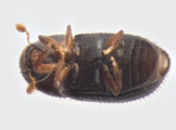 Hypothenemus hampei 13602