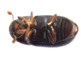 Hypothenemus hampei 13602