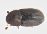 Hypothenemus hampei 13602