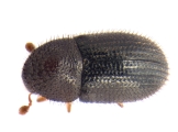 Hypothenemus hampei 13602