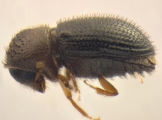 Hypothenemus hampei 14131