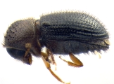 Hypothenemus hampei 14131