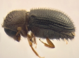 Hypothenemus hampei 14131