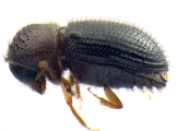 Hypothenemus hampei 14131