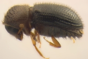 Hypothenemus hampei 14131