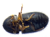 Hypothenemus hampei 14131