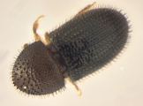 Hypothenemus hampei 14131