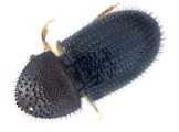 Hypothenemus hampei 14131