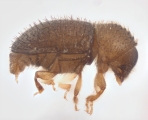 Hypothenemus hampei 14245