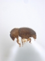 Hypothenemus hampei 14245