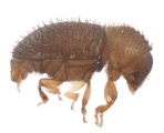 Hypothenemus hampei 14245