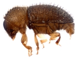 Hypothenemus hampei 14245