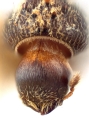 Hypothenemus hirsutus 10439