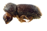 Hypothenemus hirsutus 10439