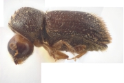 Hypothenemus hirsutus 10439