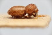 Hypothenemus ingens 14950