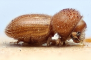 Hypothenemus ingens 14950