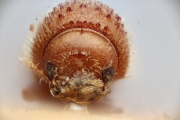 Hypothenemus ingens 14950
