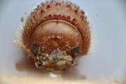 Hypothenemus ingens 14950
