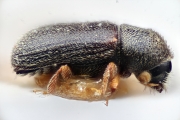 Ernoporicus insularium 15339