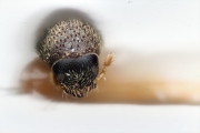 Ernoporicus insularium 15339