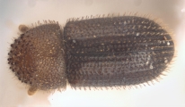 Hypothenemus interstitialis 11565