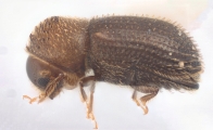 Hypothenemus interstitialis 11565