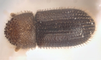 Hypothenemus interstitialis 11565