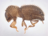 Hypothenemus interstitialis 11565