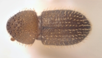 Hypothenemus interstitialis 11565
