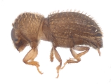 Hypothenemus interstitialis 11565