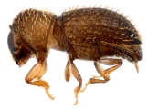 Hypothenemus interstitialis 11565