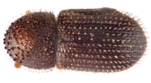 Hypothenemus interstitialis 12485